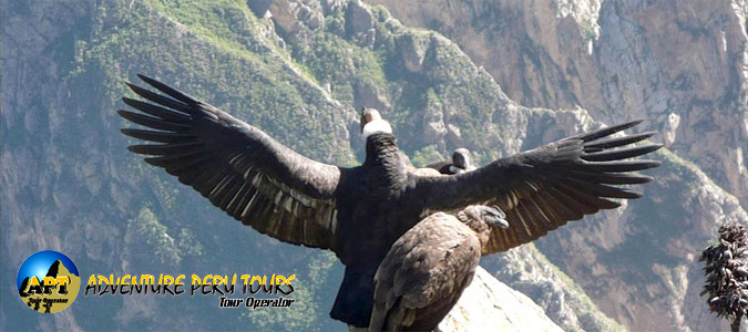Colca Tours a Full Day