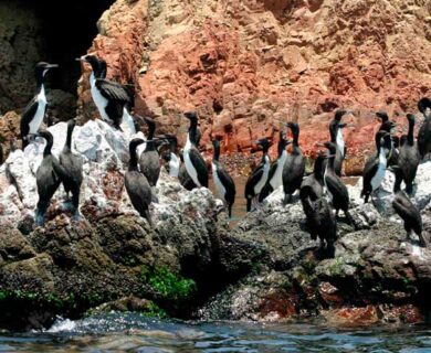 Tour to Ballestas Islands