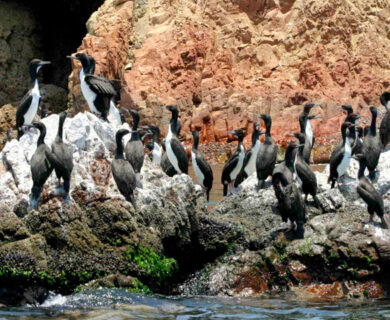 TOUR A LAS ISLAS BALLESTAS – PARACAS ½ Día