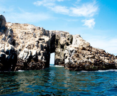 Tours to the Palomino Islands In Lima Callao