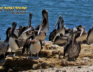 Tour As Ilhas Ballestas Desde Paracas