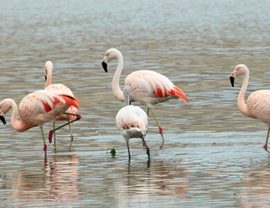 Tour to the Ballestas Island from Paracas